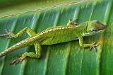Anole Lizard On A Leaf_46189